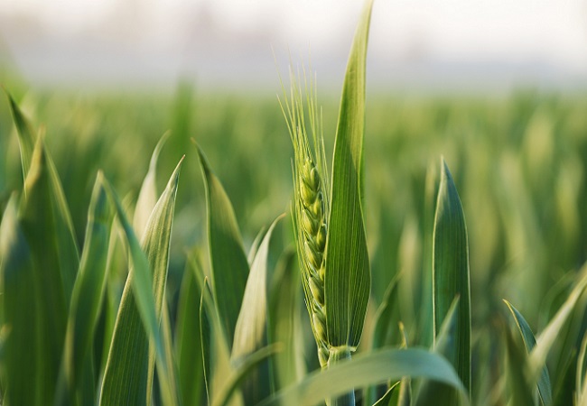 農林四情監(jiān)測系統(tǒng)